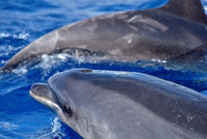 Madeira: Whale Watching Tour by Stenella