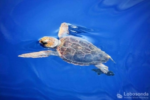 Madeira: Whale Watching Tour by Stenella