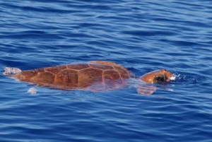 Madeira: Whale Watching Tour by Stenella