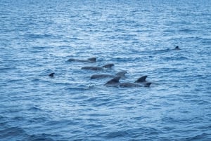 Madeira : Whales and Dolphins wooden boat excursion