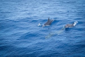 Madeira : Whales and Dolphins wooden boat excursion