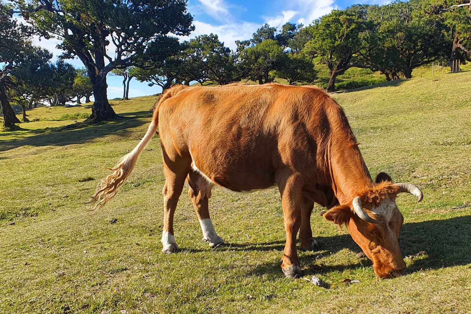 Madeira: Der havet møter himmelen: Tur til vest