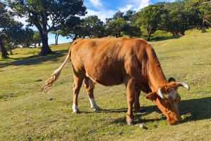Madeira: Der havet møter himmelen: Tur til vest