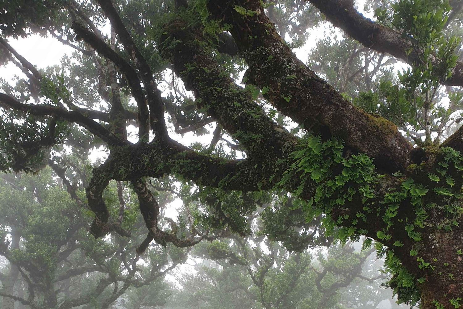 Madeira Wild West 4X4 Private Tour