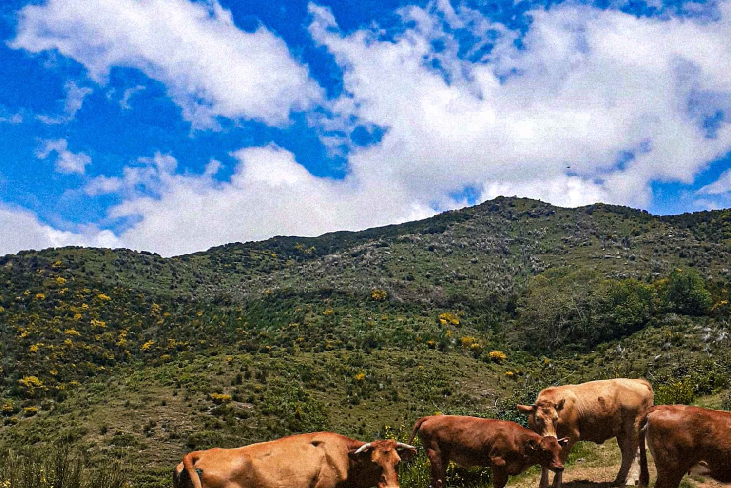 Madeira Wild West 4X4 Private Tour