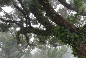 Madeira Wild West 4X4 Private Tour