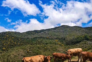 Madeira Wild West 4X4 Private Tour
