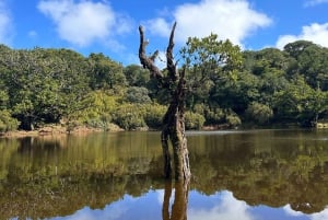 Madeira: NorthWest 4x4 Full Day Tour with Local Guide