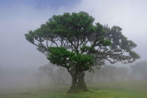 Madeira: NorthWest 4x4 Full Day Tour with Local Guide