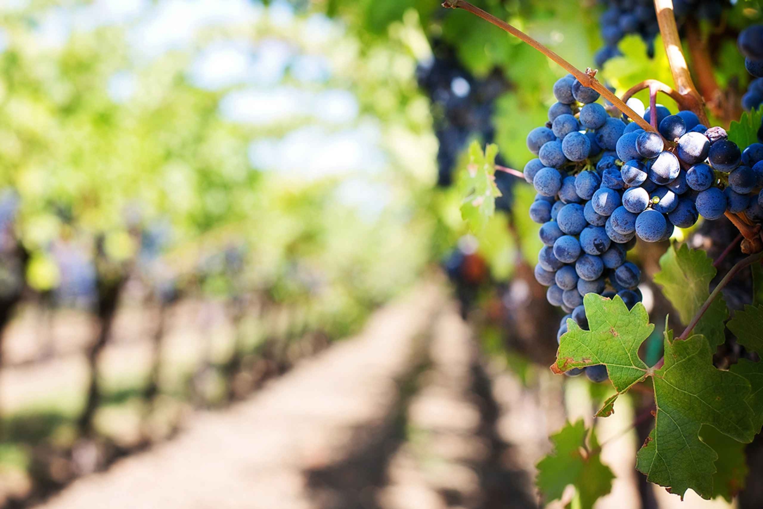 Madeira: Weinsafari Jeeptour mit lokalem Guide