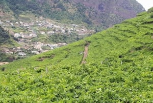 Madeira: Wine Tasting Experience Honey Museum and Cabo Girão