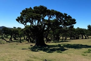 Madeiral de Jeep: (Skywalk, Seixal, Porto Moniz, Fanal)
