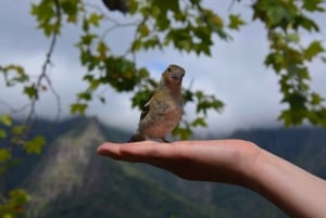 Madeira: Magical Sunrise Jeep Tour with Guide - Private Tour