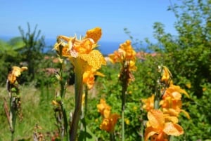 Madeira: Magical Sunrise Jeep Tour with Guide - Private Tour