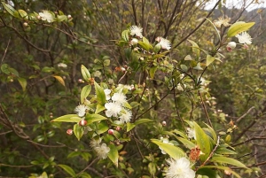 Mimosa Valley Trail: Erkunde Maroços