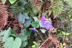 Mimosa Valley Trail: Erkunde Maroços