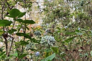 Mimosa Valley Trail: Erkunde Maroços