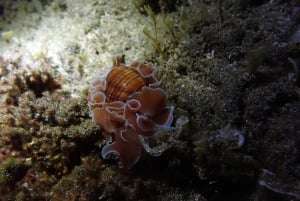 Night Snorkeling: An unforgettable experience!