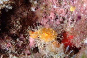 Night Snorkeling: An unforgettable experience!