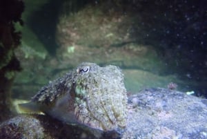 Night Snorkeling: An unforgettable experience!