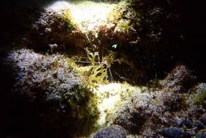 Night Snorkeling: An unforgettable experience!