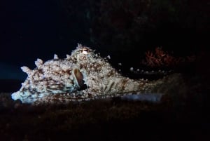 Night Snorkeling: An unforgettable experience!