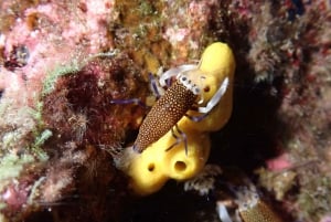 Night Snorkeling: An unforgettable experience!