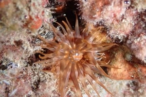 Night Snorkeling: An unforgettable experience!