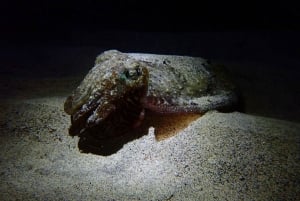 Night Snorkeling: An unforgettable experience!