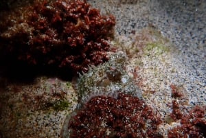 Snorkel nocturno: ¡Una experiencia inolvidable!