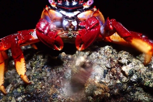 Snorkel nocturno: ¡Una experiencia inolvidable!