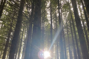 Nordöstra Madeira Jeep Safari naturälskare Jeeps med öppet tak