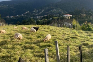 Nordöstra Madeira Jeep Safari naturälskare Jeeps med öppet tak
