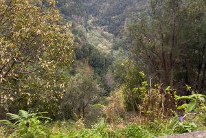 Nordöstra Madeira Jeep Safari naturälskare Jeeps med öppet tak
