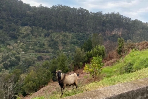 Nordöstra Madeira Jeep Safari naturälskare Jeeps med öppet tak