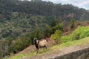 North-East Madeira Jeep Safari Tour for the Nature Lovers