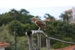 North-East Madeira: Santana, Porto da Cruz, Faial, Caniçal