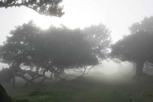 NorthWests 50 nyanser av grönt, klippbassänger och vattenfall Tour