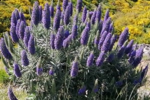 Funchal: Nuns Valley Easy Walk with Mountain Surroundings