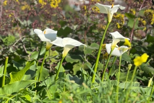 Degustazione di sidro di Madeira e pranzo