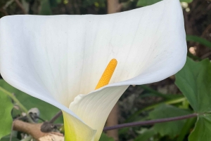 Degustazione di sidro di Madeira e pranzo