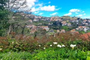 Degustazione di sidro di Madeira e pranzo