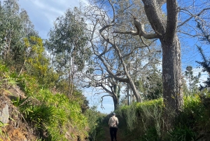 Degustazione di sidro di Madeira e pranzo