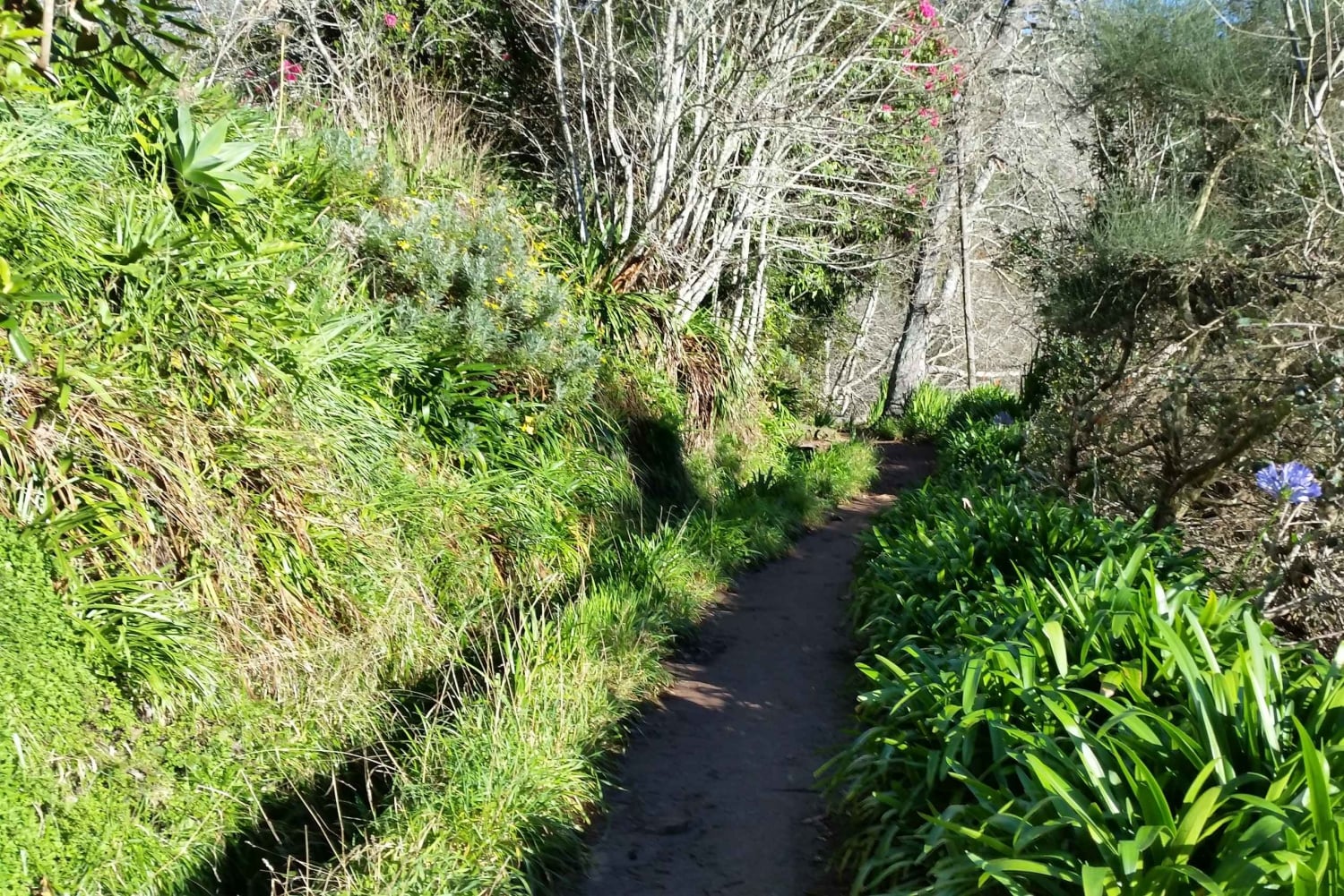 Półdniowy poranny spacer po Paradise Valley.