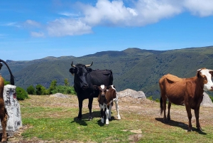 Pico Arieiro, Santana, São Lourenço y más: día completo + servicio de recogida.