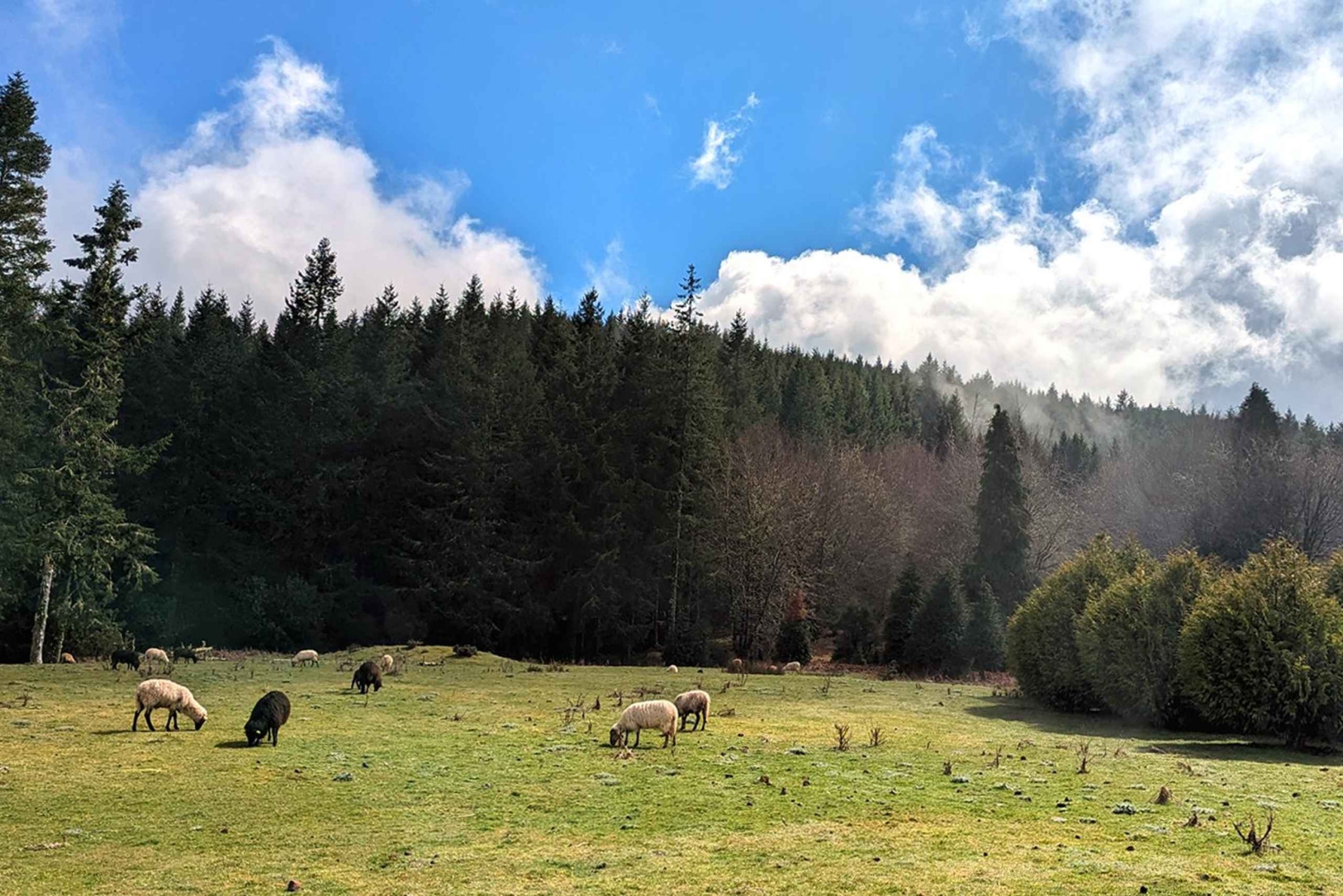 Pico do Arieiro in 4h: Immersive Private Jeep Experience
