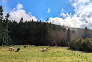 Pico do Arieiro in 4h: Immersive Private Jeep Experience