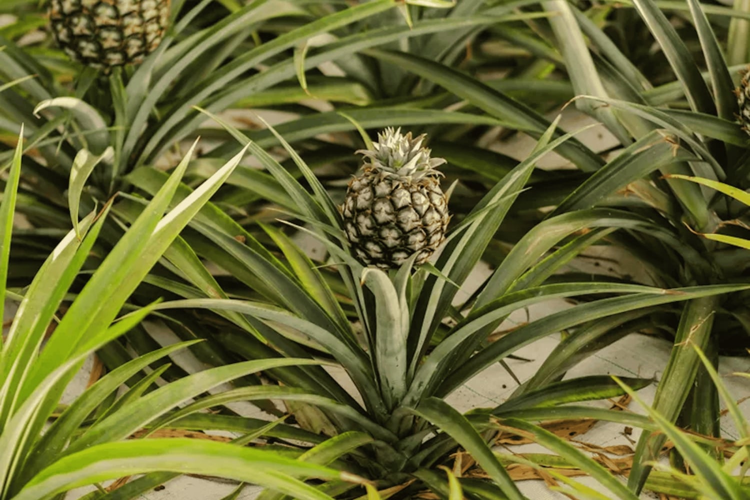 Ponta Delgada: tour de la ciudad y visita a una plantación de piñas