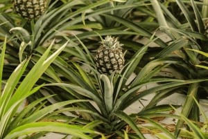 Ponta Delgada: tour de la ciudad y visita a una plantación de piñas