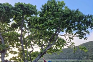 Ponta do Pargo: Madeiran sähköpyörän vuokraus